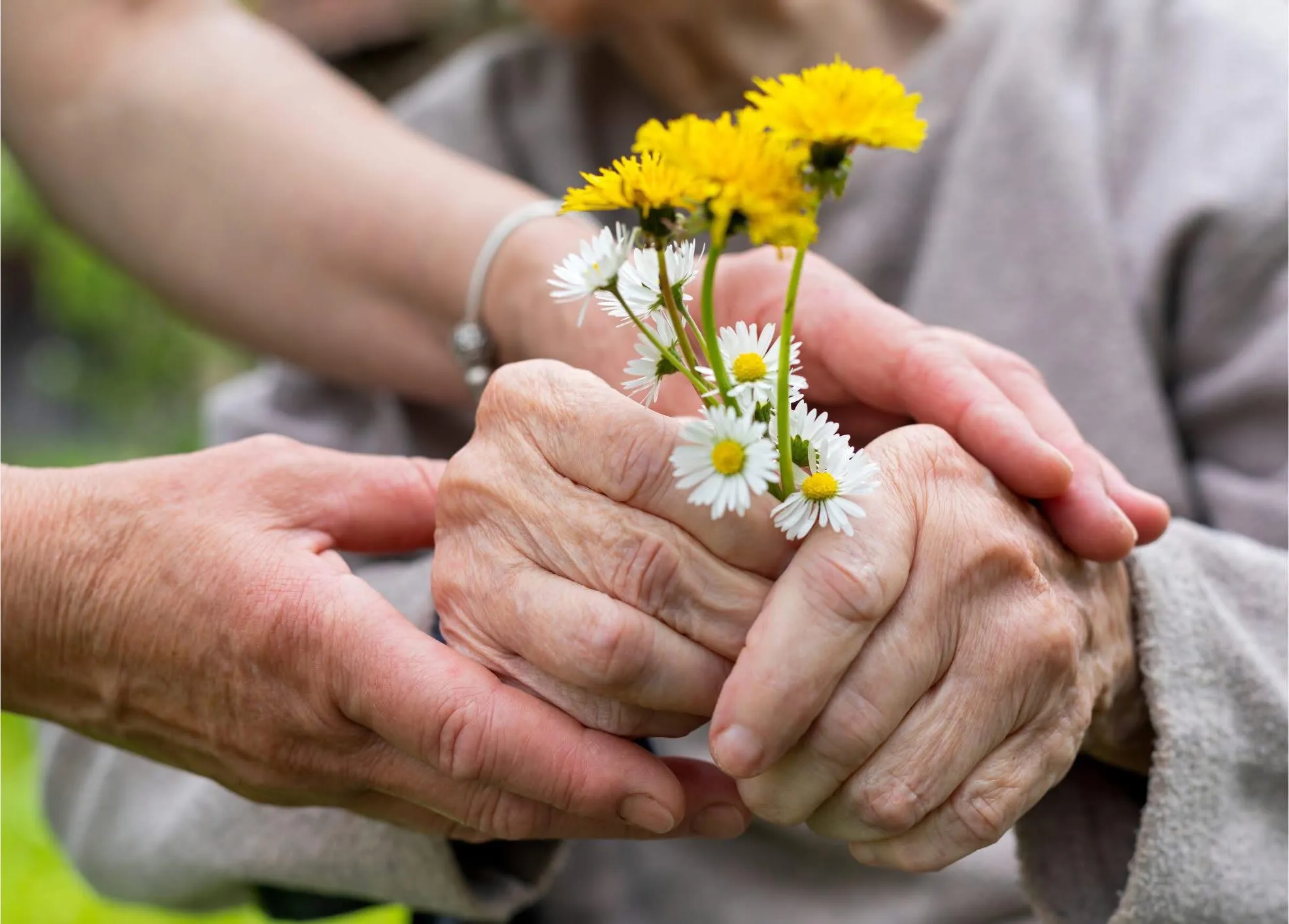 Deux mains tenant celles d'une personne âgée qui serre un bouquet de pâquerettes